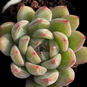 Echeveria Snow Jenny