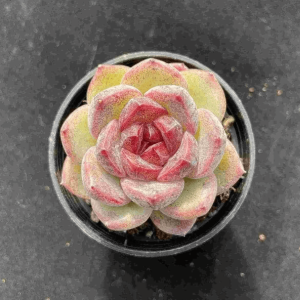 Echeveria Zixia