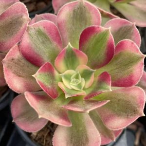 Aeonium Pink Witch