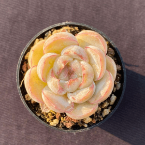 Echeveria Honey Tiger