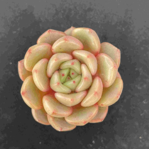 Echeveria Flower Bud