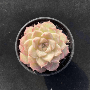 Echeveria Dream Butterfly