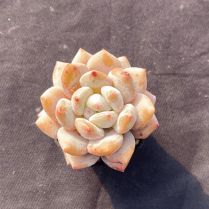 Echeveria Gyroscope