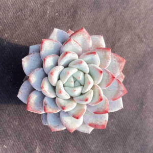 Echeveria Vetter