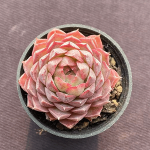 Echeveria  Butterfly Wings