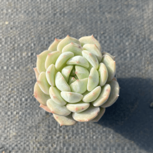 Echeveria Salt Mint