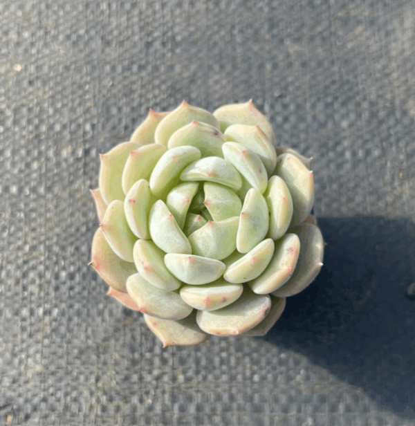 Echeveria Salt Mint