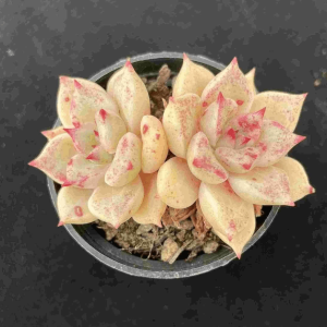 Echeveria Bright