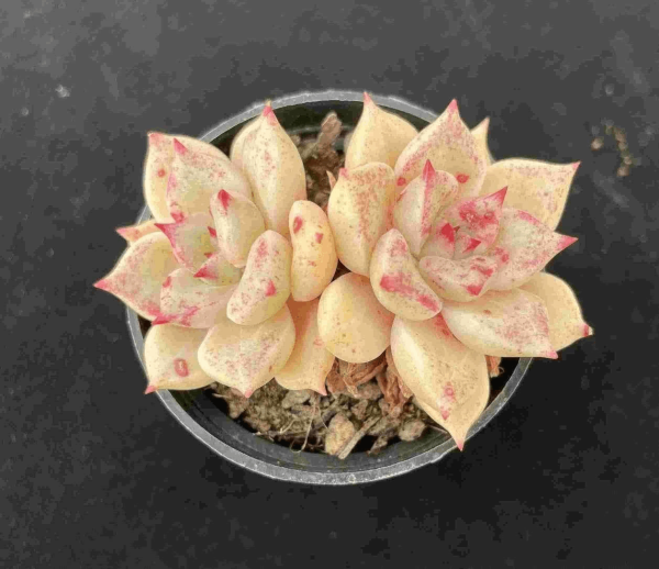 Echeveria Bright