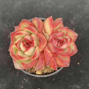Echeveria Mont Blanc