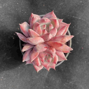 Echeveria Pink Diamond