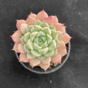 Echeveria Lingxiao