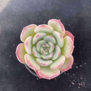 Echeveria Salmon
