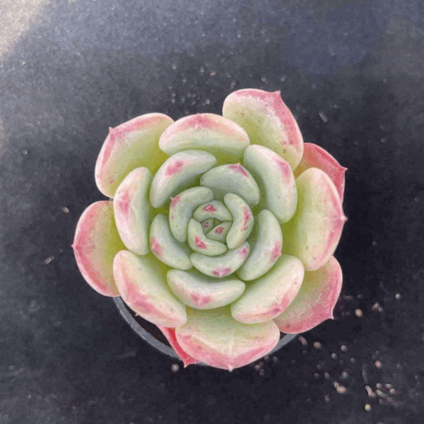 Echeveria Salmon
