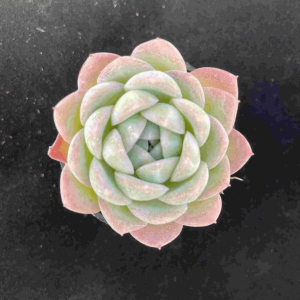 Echeveria  Sasa