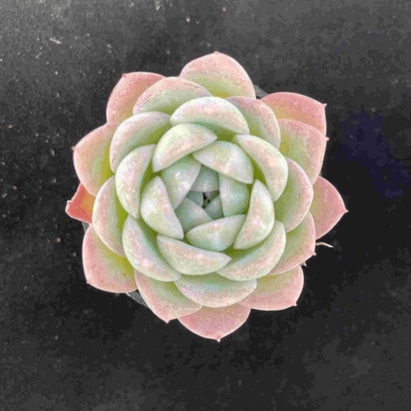 Echeveria  Sasa