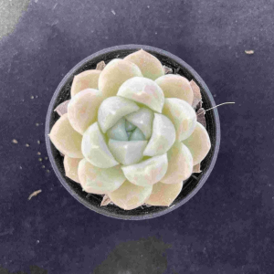 Echeveria Cream Beauty