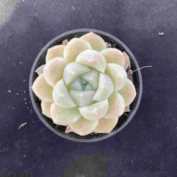 Echeveria Cream Beauty