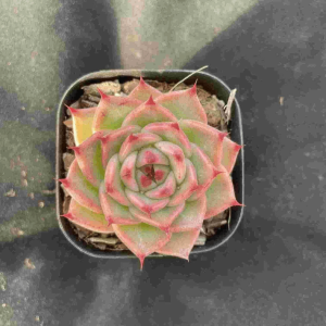 Echeveria Calistone