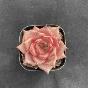 Echeveria Romeo