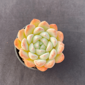 Echeveria Vegetarian ice