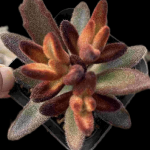 Kalanchoe tomentosa Chocolate Soldier