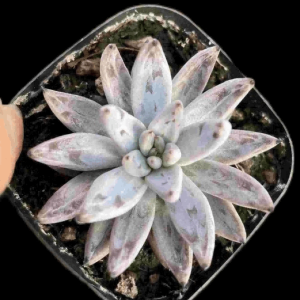 Echeveria Unguiculata