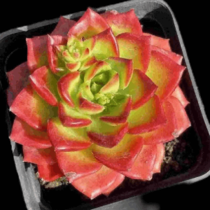 xSedeveria Letizia