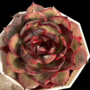 Echeveria Red Heart