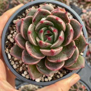Echeveria San Luis