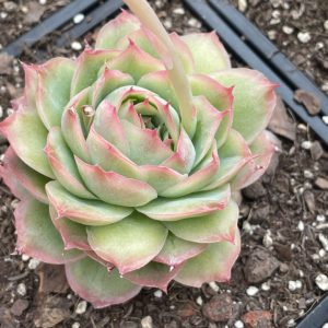 Echeveria Queen Yaoji
