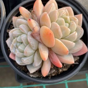 Echeveria Han Tanxiang