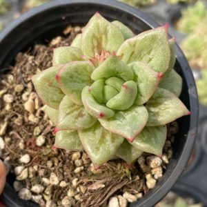 Echeveria Ling Maria
