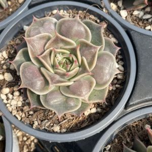 Echeveria Super Pwoer