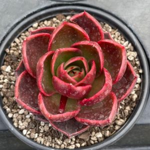Echeveria Red Light