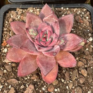 Echeveria Sweet Sugar