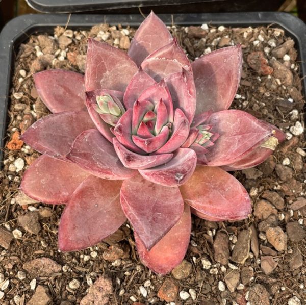 Echeveria Sweet Sugar