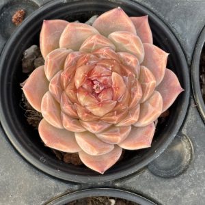 Echeveria Snow Tower
